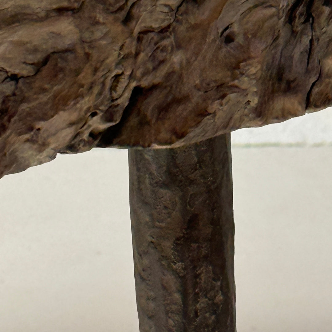 Antique burr root coffee table | Lilliana