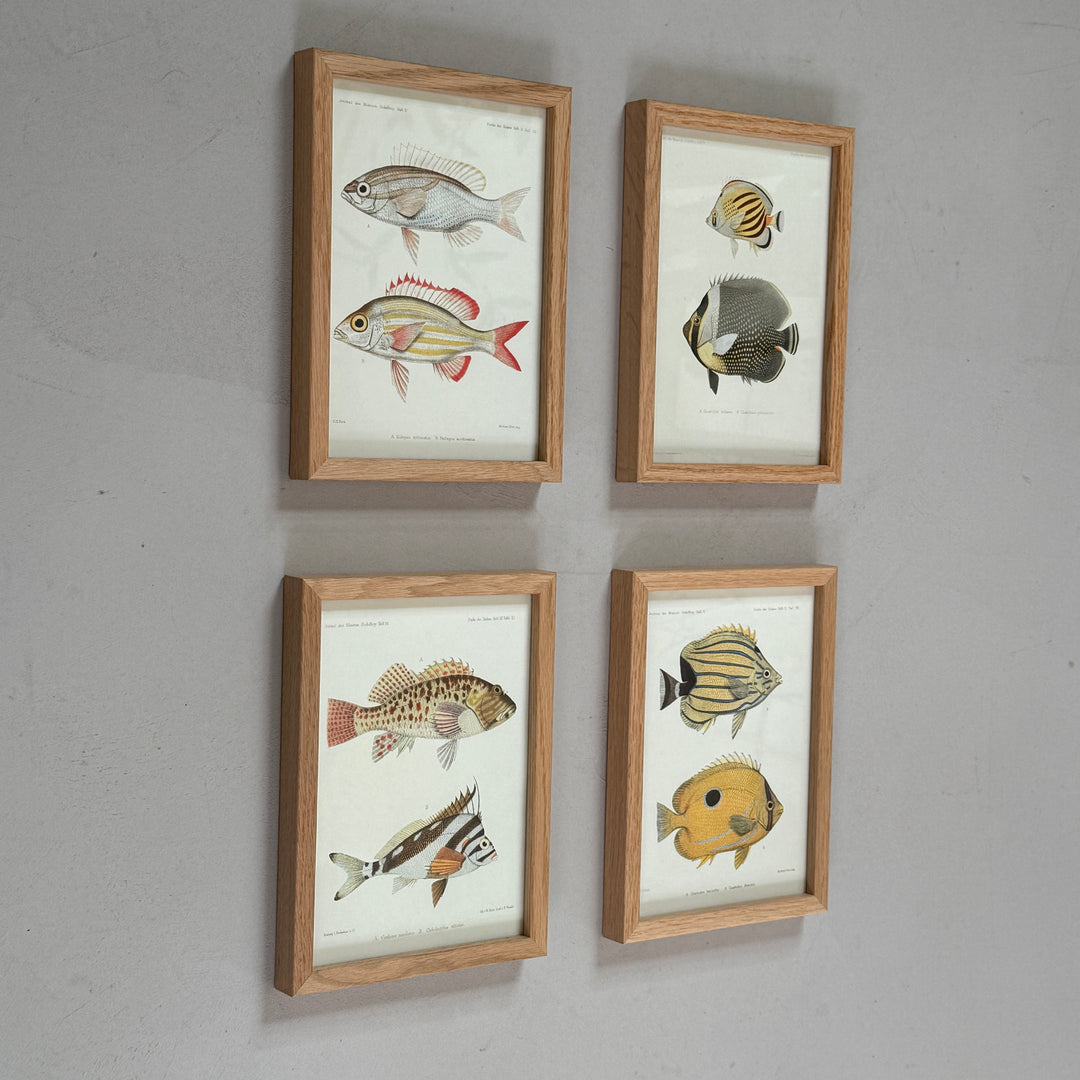 Small Oak Framed Fish Prints