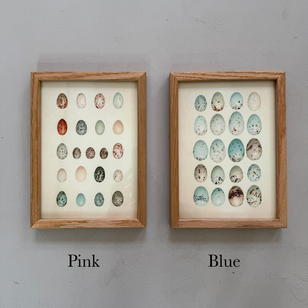 Small Oak Framed Egg Prints