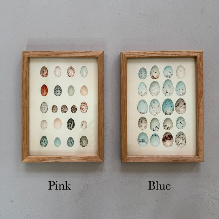 Small Oak Framed Egg Prints