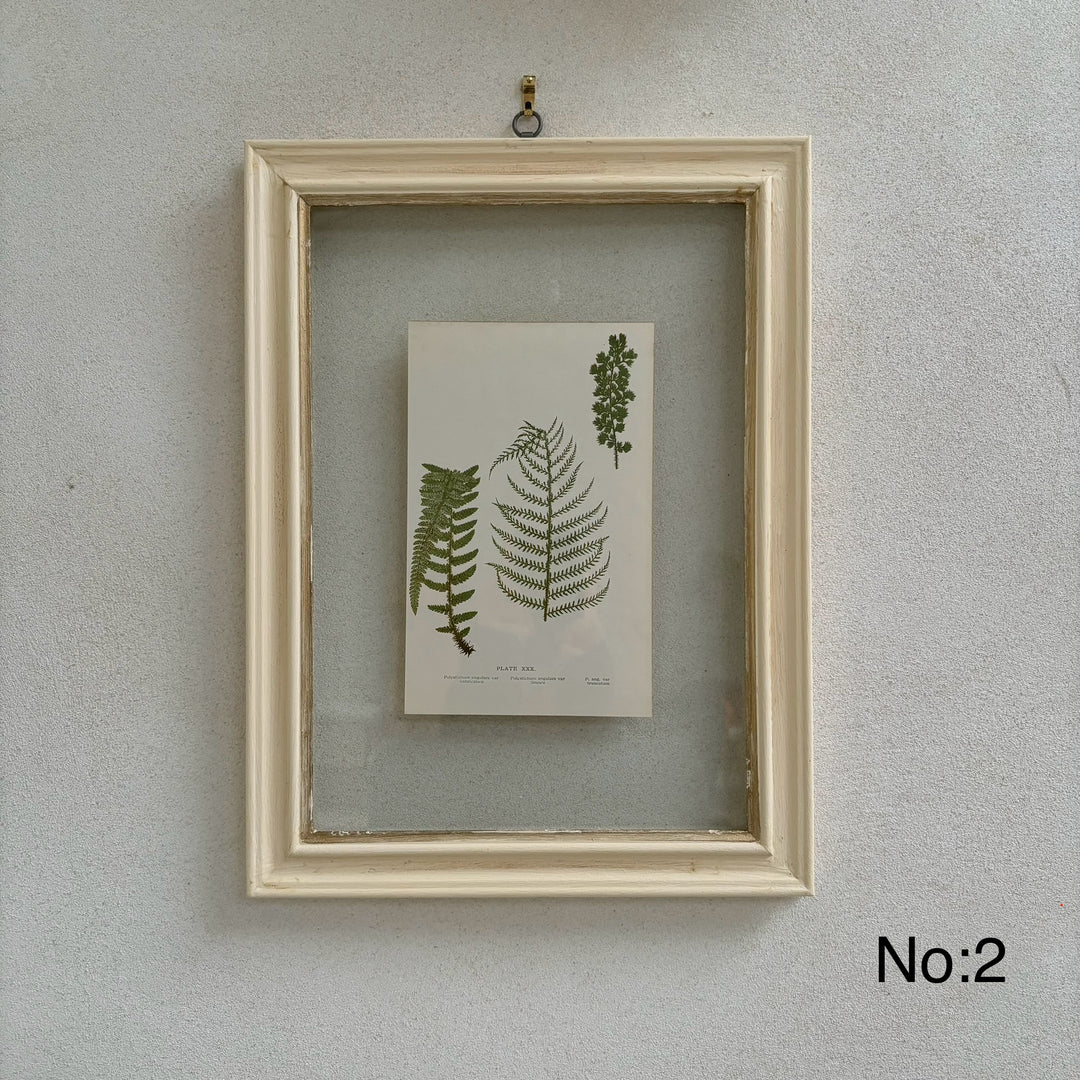 Antique White Framed Fern Print | Botany