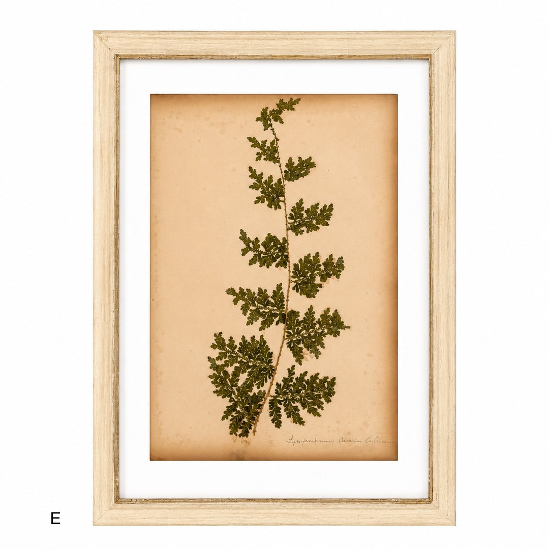 Antique Framed Fern Herbarium | Glass White Frame