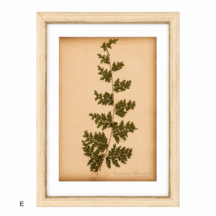 Antique Framed Fern Herbarium | Glass White Frame