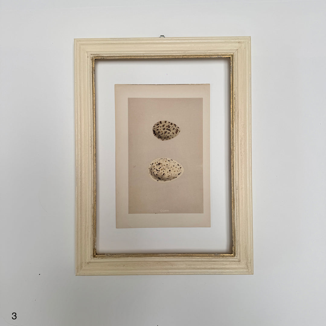 Framed Antique Hand-Coloured Engraving | Birds Eggs