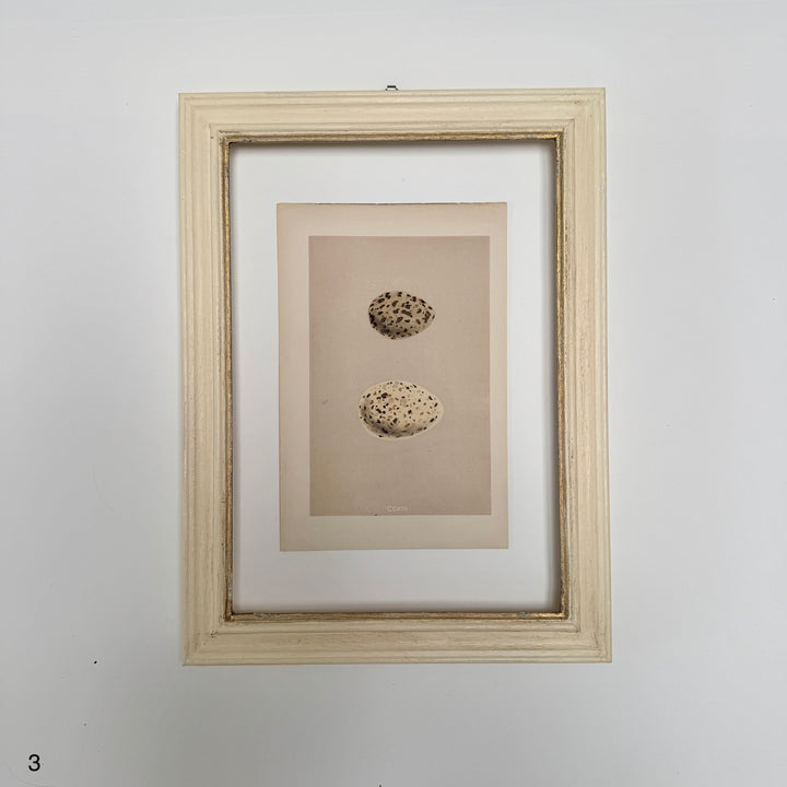Framed Antique Hand-Coloured Engraving | Birds Eggs