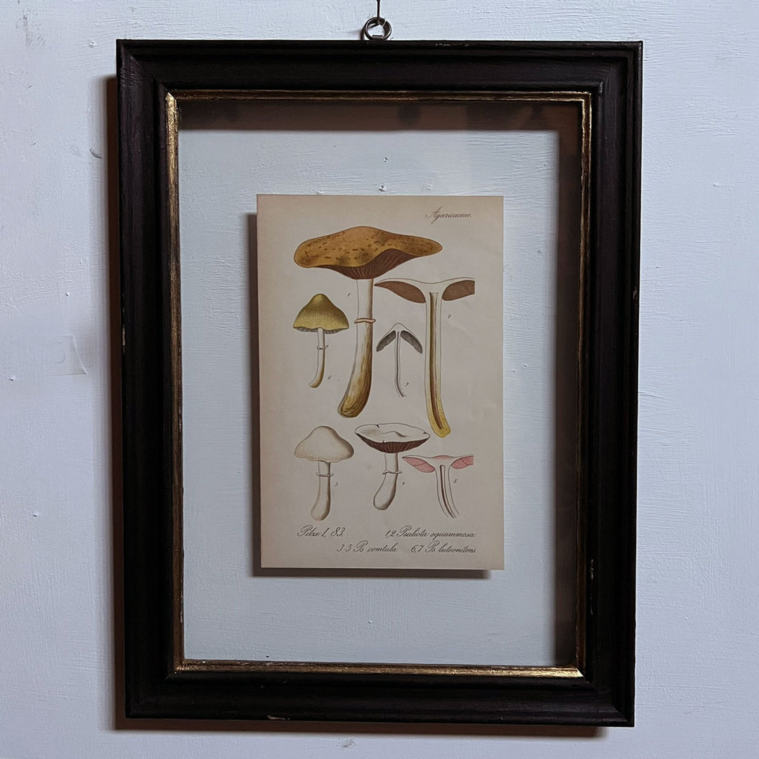 Antique Framed Mushroom Print