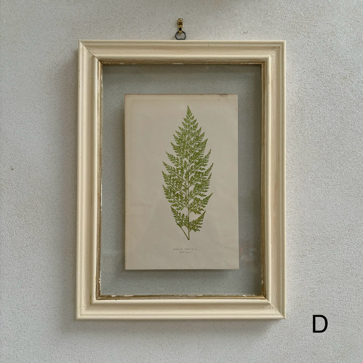 Antique White Framed Fern Print