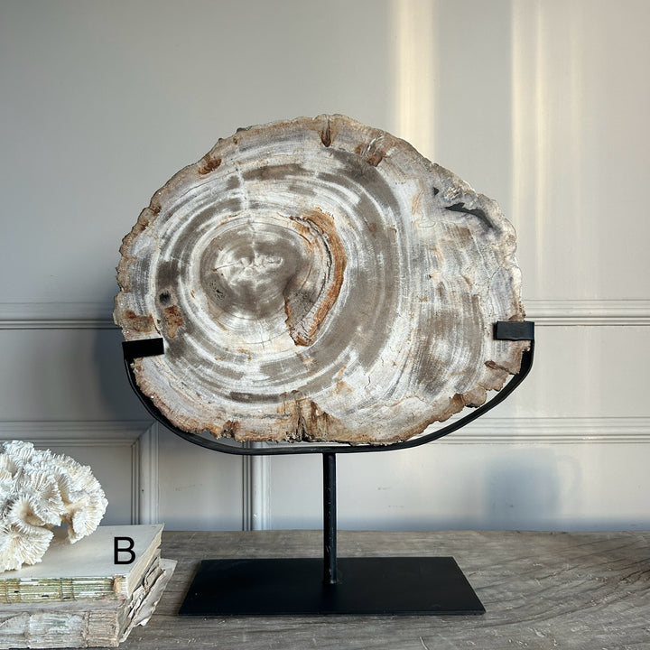 Petrified Wood on Stand
