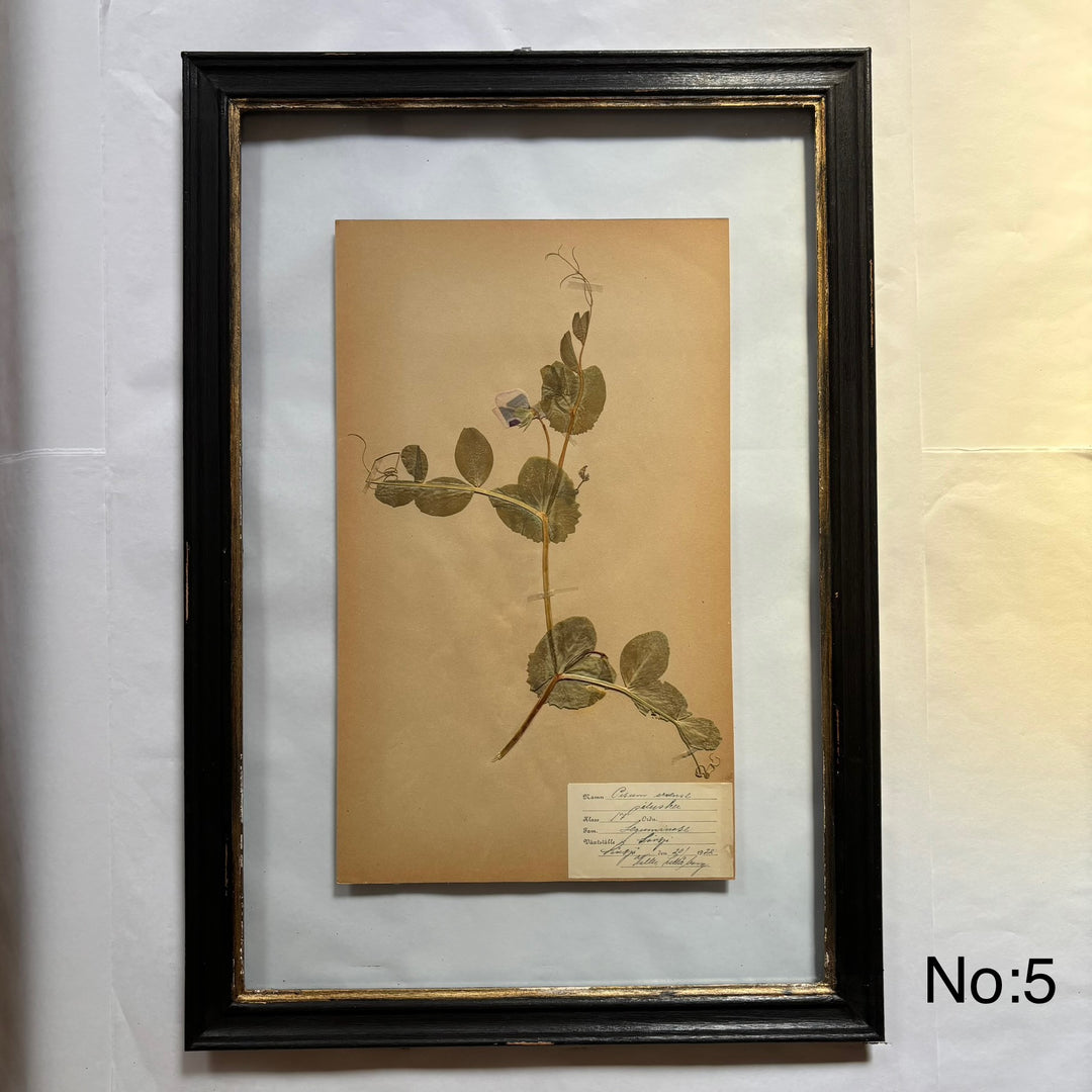 Framed Botanical | Vintage Pressed Flower Artwork