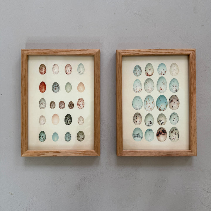 Small Oak Framed Egg Prints