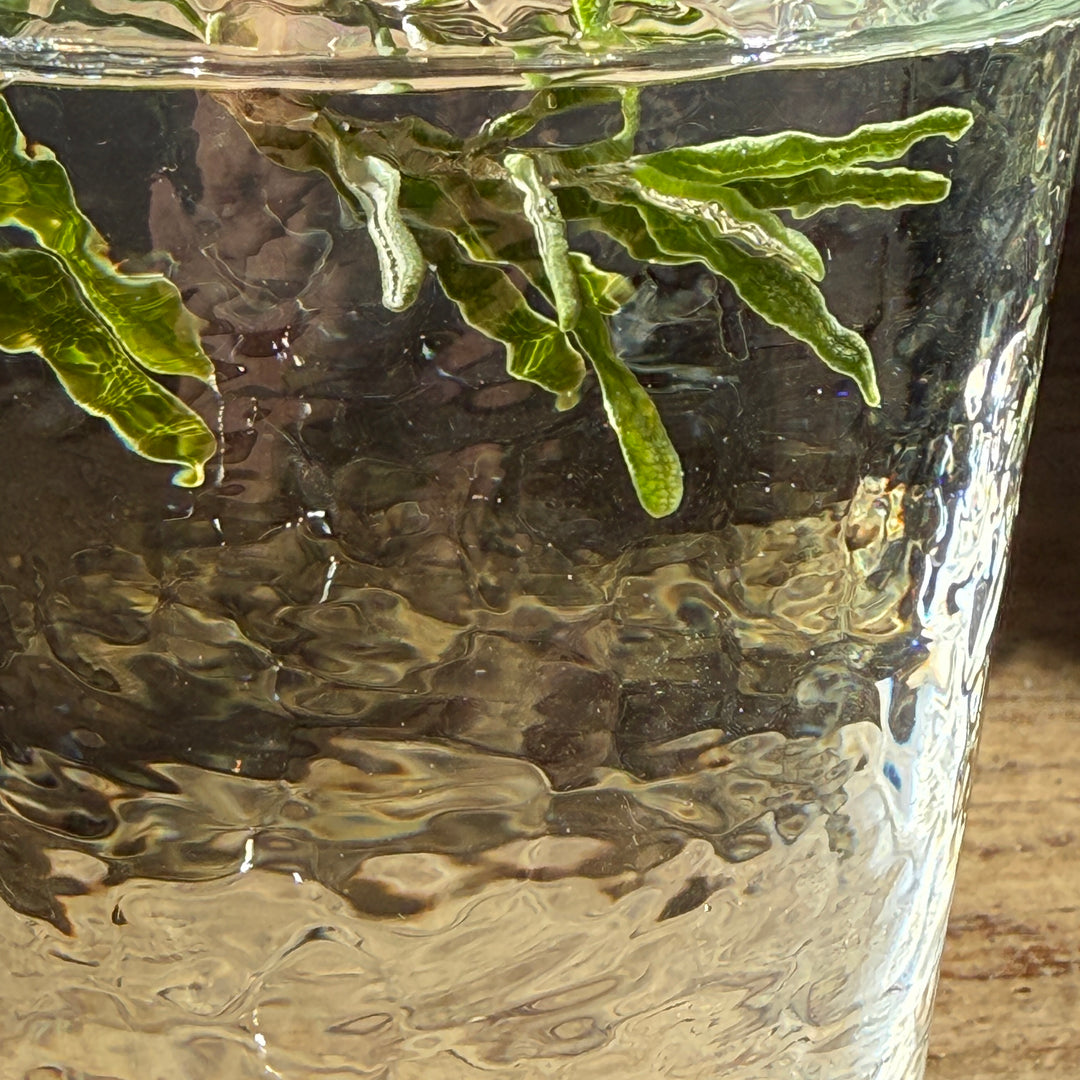 Textured Glass Tumbler | Smoke