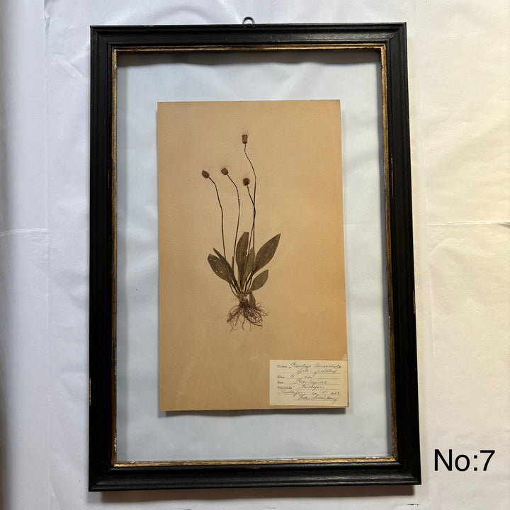 Framed Botanical | Vintage Pressed Flower Artwork