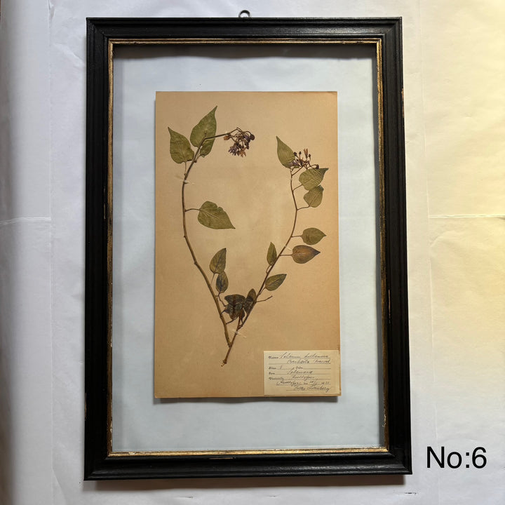 Framed Botanical | Vintage Pressed Flower Artwork