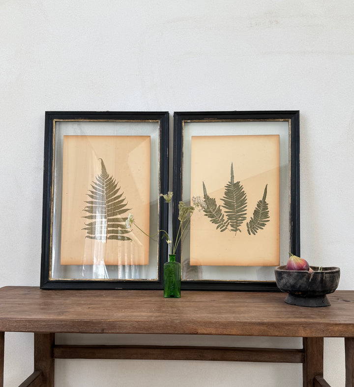 Antique Framed Fern Herbarium | Glass Backed Frame | Circa 1890