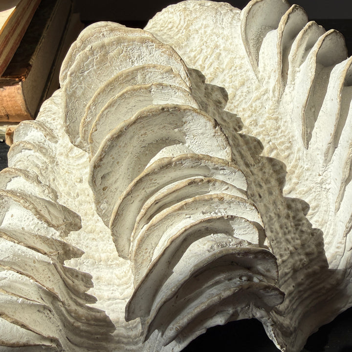 Decorative White Clam Shell
