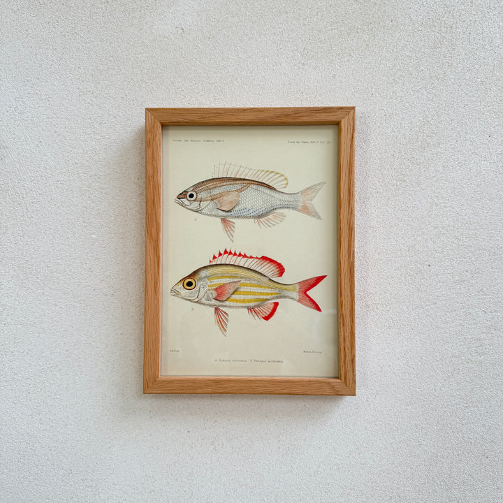 Small Oak Framed Fish Prints