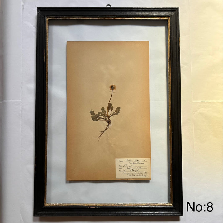 Framed Botanical | Vintage Pressed Flower Artwork