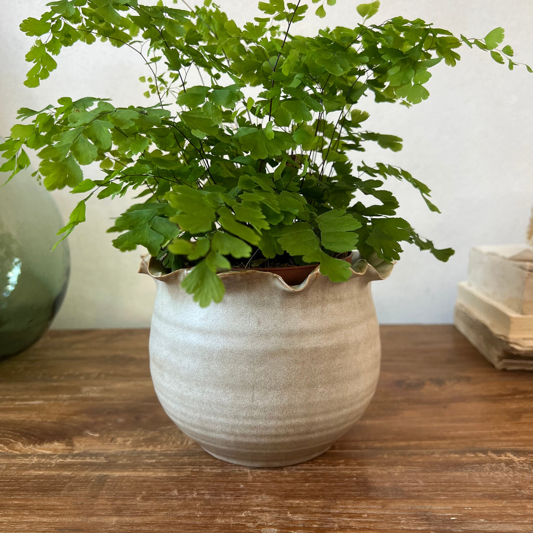 Petal edge stoneware plant pot