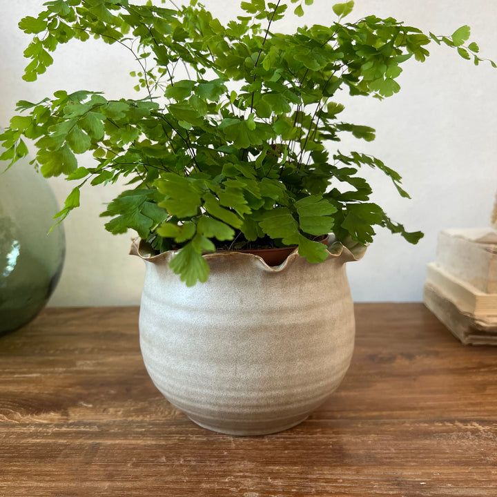 Petal edge stoneware plant pot