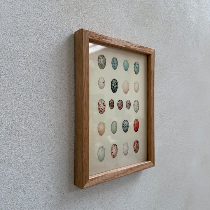Small Oak Framed Egg Prints