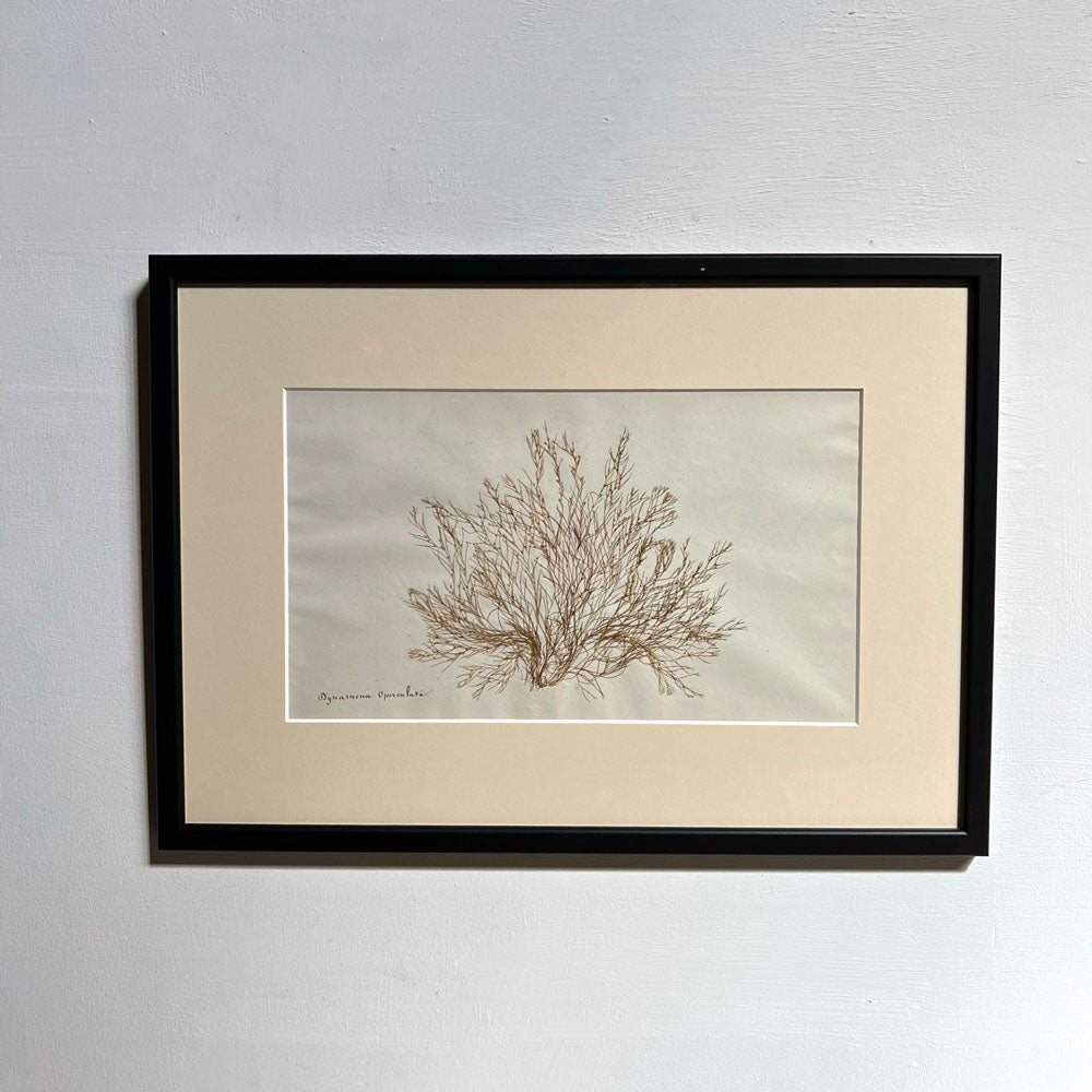 Antique real seaweed framed