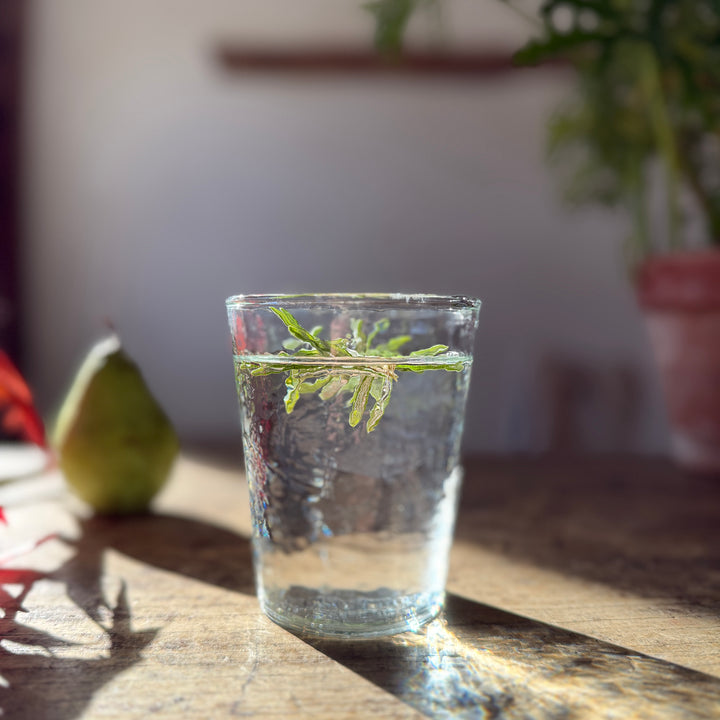 Textured Glass Tumbler | Clear