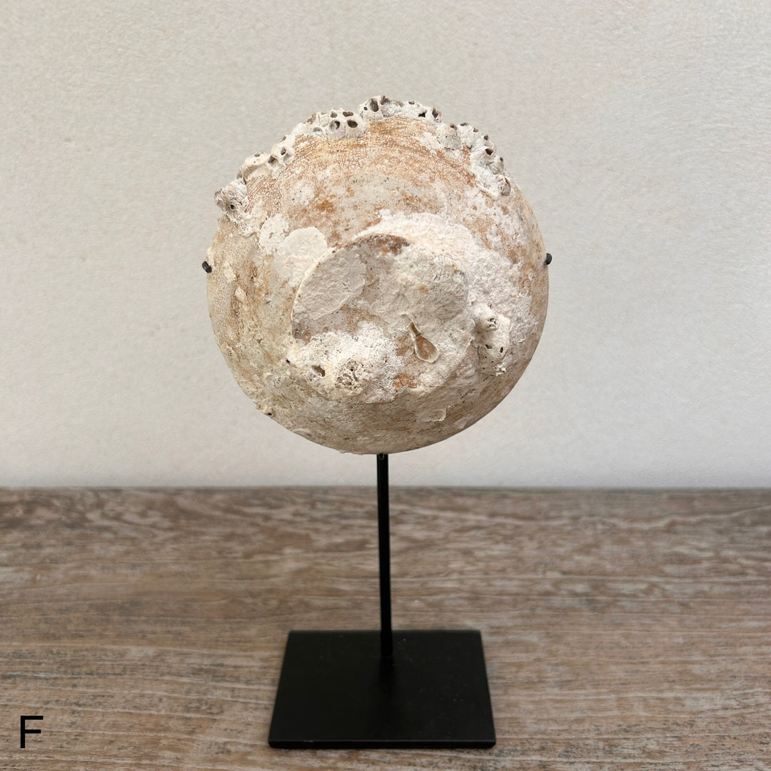 Ship wrecked bowl on Stand