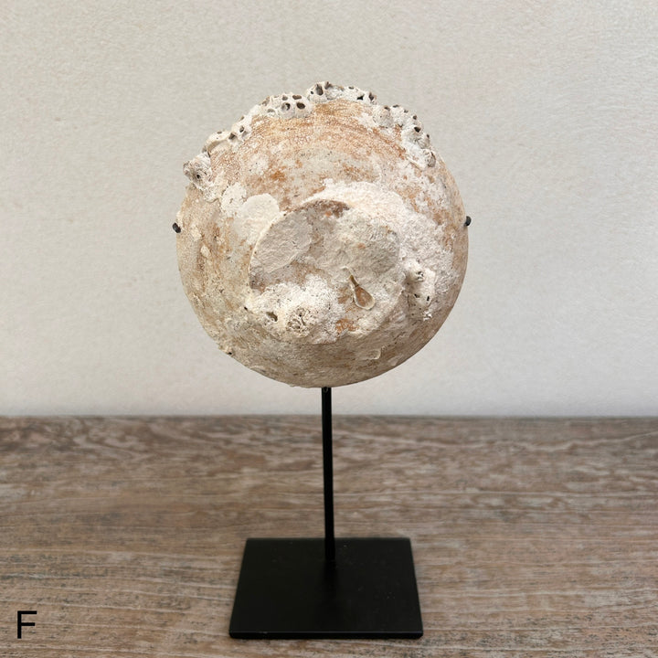 Ship wrecked bowl on Stand