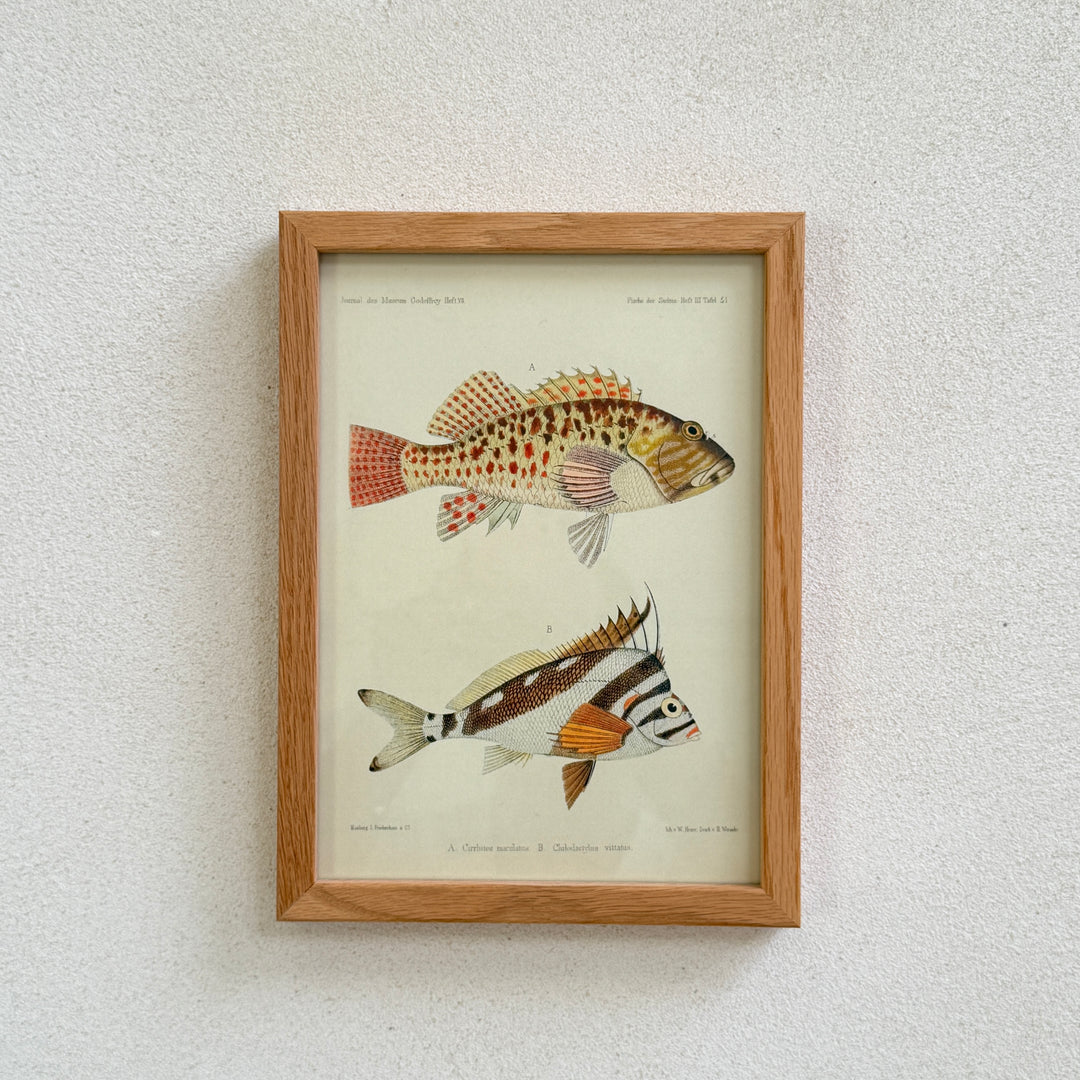Small Oak Framed Fish Prints