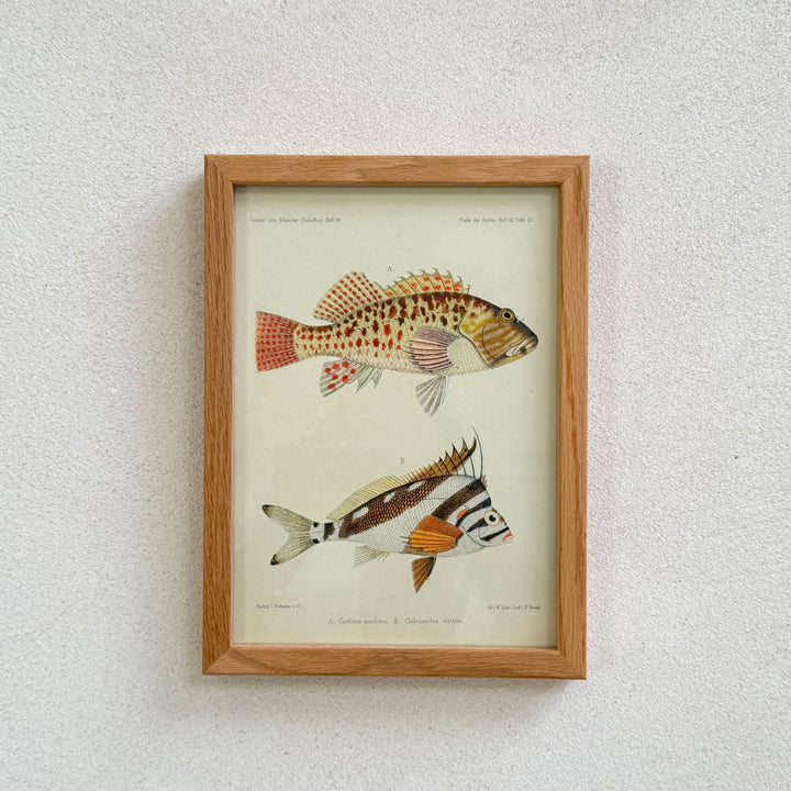 Small Oak Framed Fish Prints