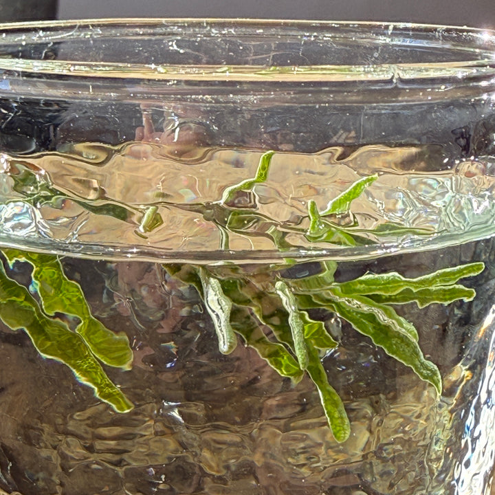 Textured Glass Tumbler | Smoke