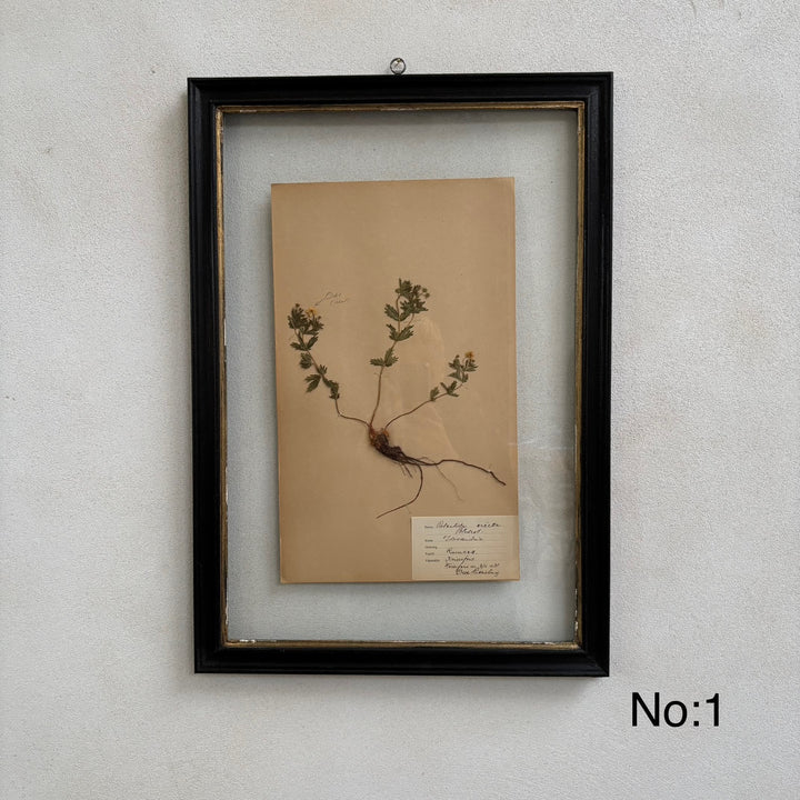 Framed Botanical | Vintage Pressed Flower Artwork