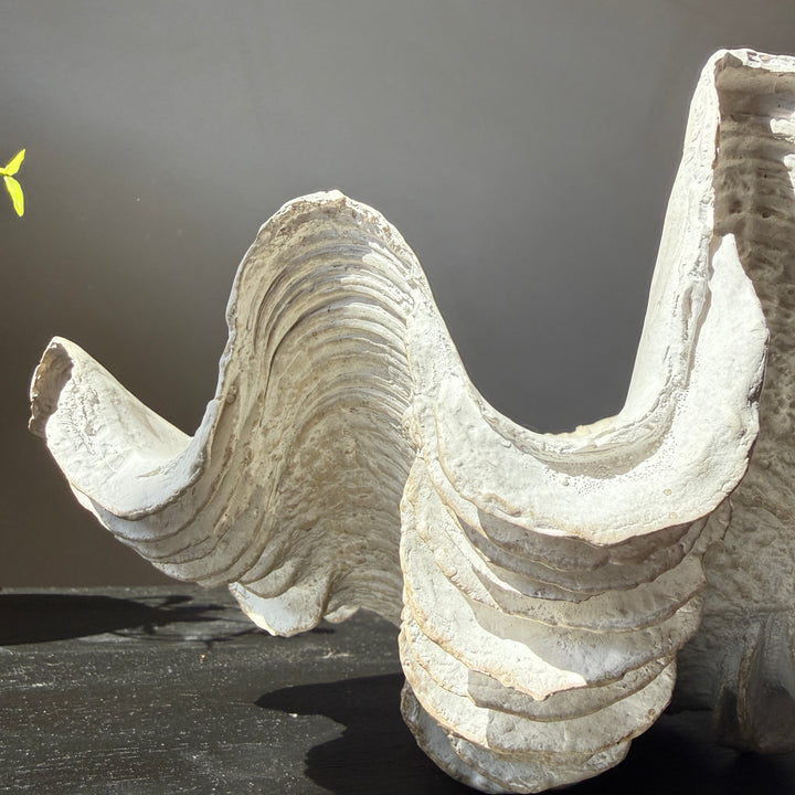 Decorative White Clam Shell