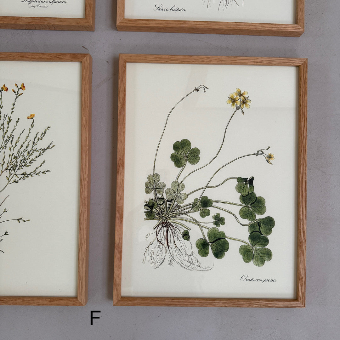 Oak Framed Botanical Prints