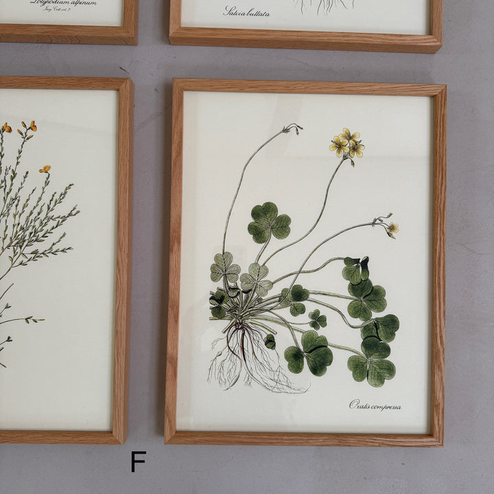 Oak Framed Botanical Prints