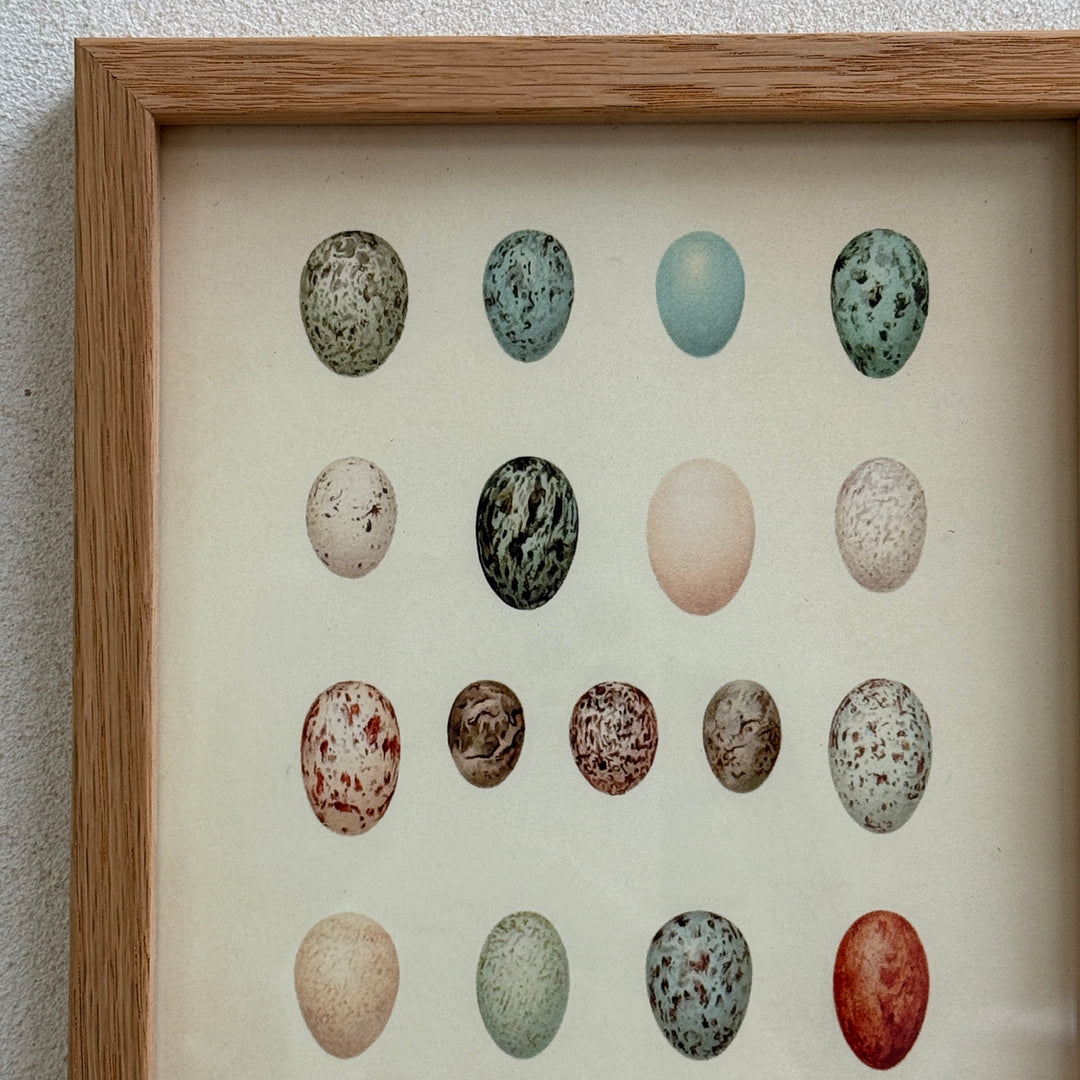 Small Oak Framed Egg Prints