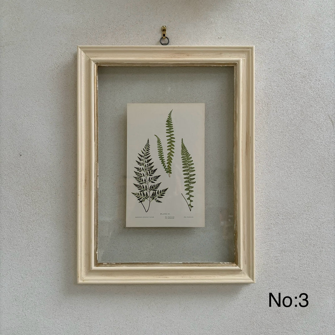 Antique White Framed Fern Print | Botany