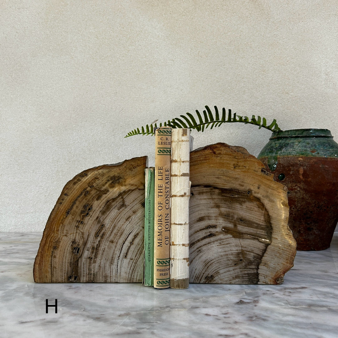 Petrified Wood Pair of Bookends