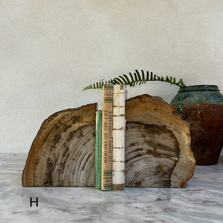 Petrified Wood Pair of Bookends