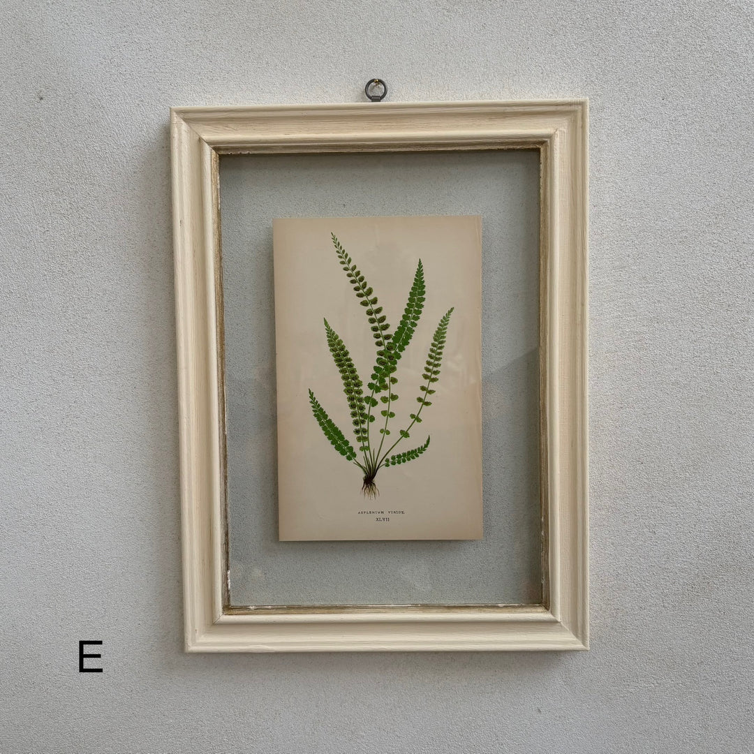 Antique White Framed Fern Print | Small