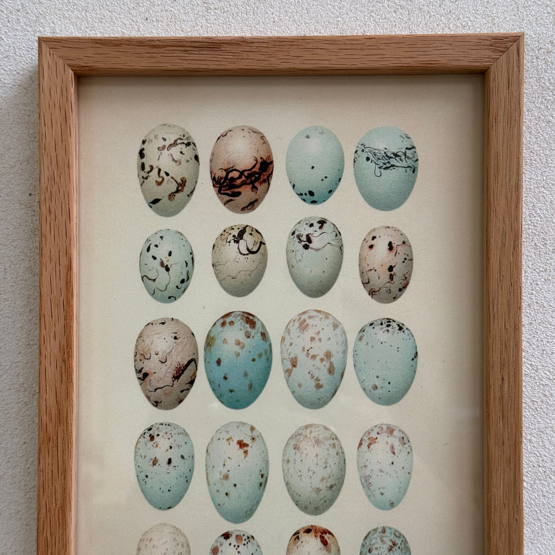 Small Oak Framed Egg Prints