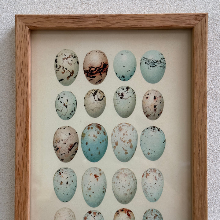 Small Oak Framed Egg Prints
