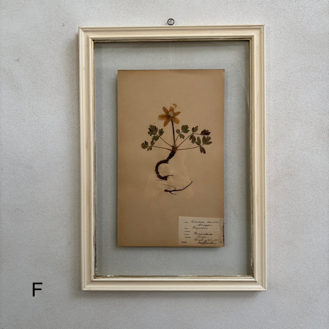 White Framed Botanical | Vintage Pressed Flower Artwork | Large