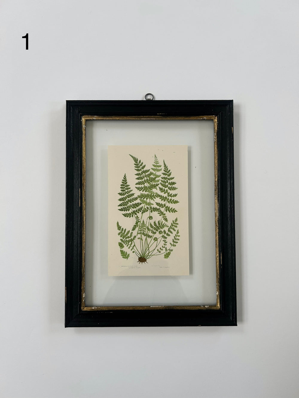 Antique Black Framed Fern Print | Small