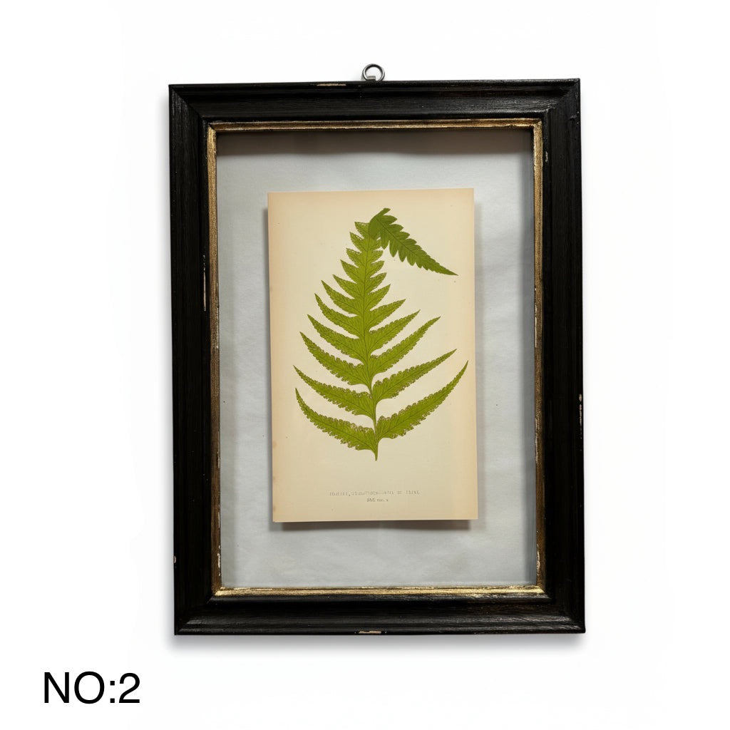 Antique Black Framed Fern Print | Small