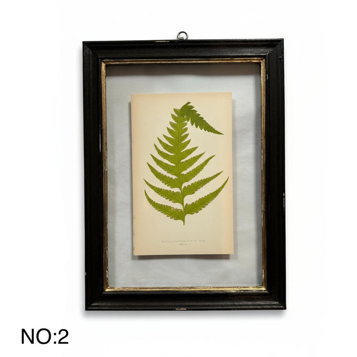 Antique Black Framed Fern Print | Small