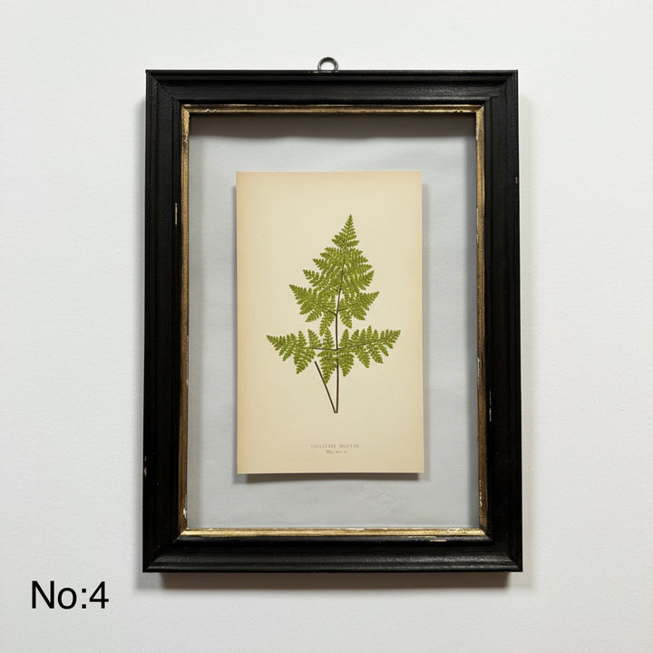 Antique Black Framed Fern Print | Small