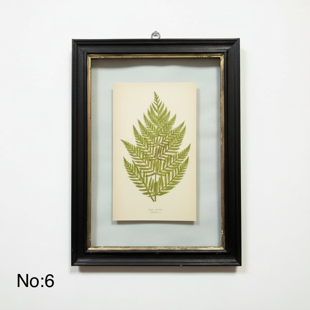 Antique Black Framed Fern Print | Small