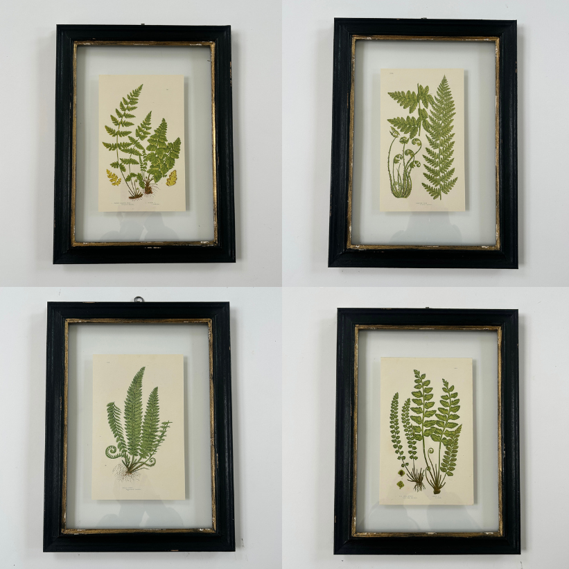 Antique Black Framed Fern Print | Small