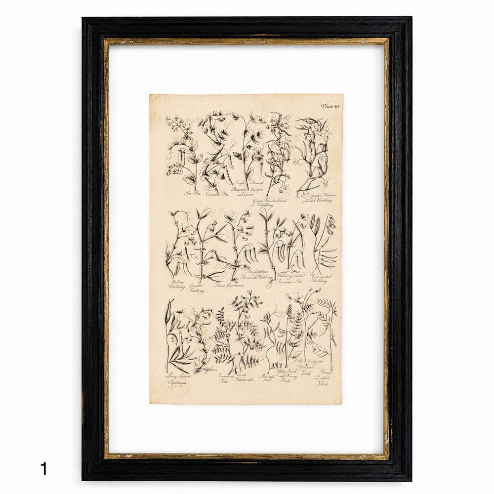 Antique Culpeper's Botanical Engraving in Black Frame
